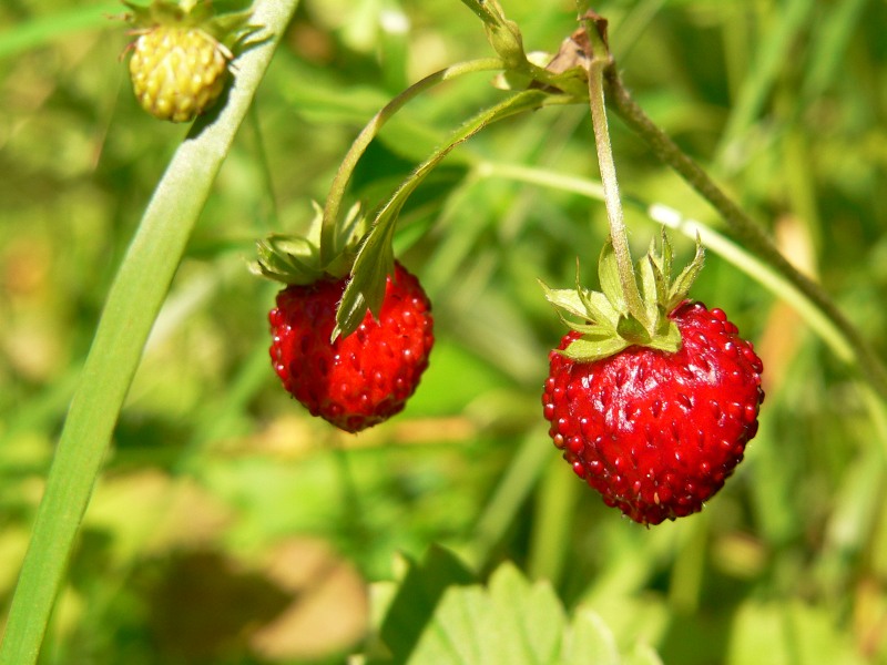 Fragaria vesca