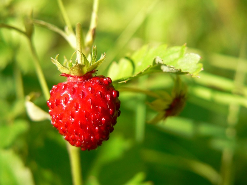 Wild Strawberry (Fragaria vesca)