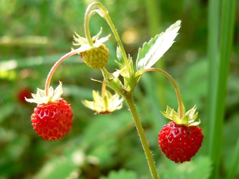 Wild Strawberry (Fragaria vesca)