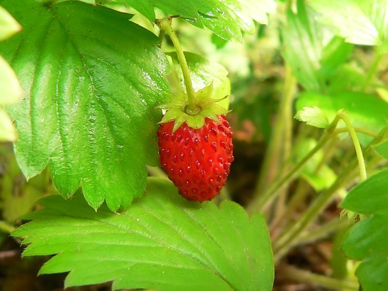 Wild Strawberry (Fragaria vesca)