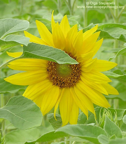 Girasole (Helianthus annuus)