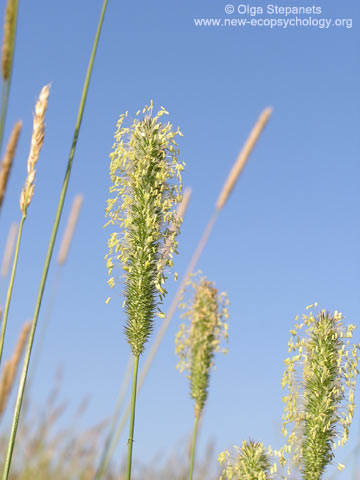 Phleum pratense