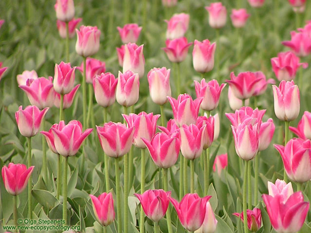 Tulipano (Tulipa)