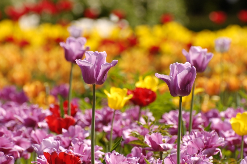 Tulips (Tulipa)