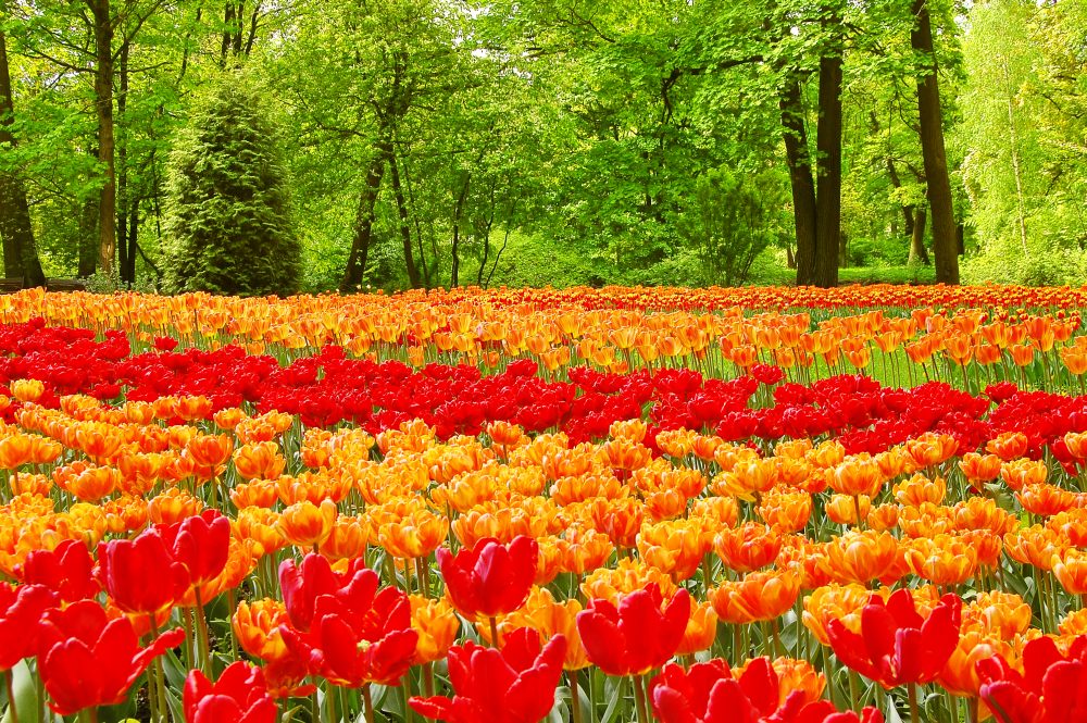 Tulips (Tulipa)