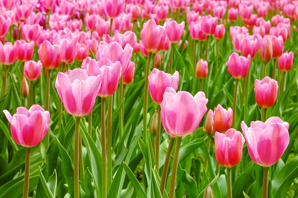 Tulpen (Tulipa)