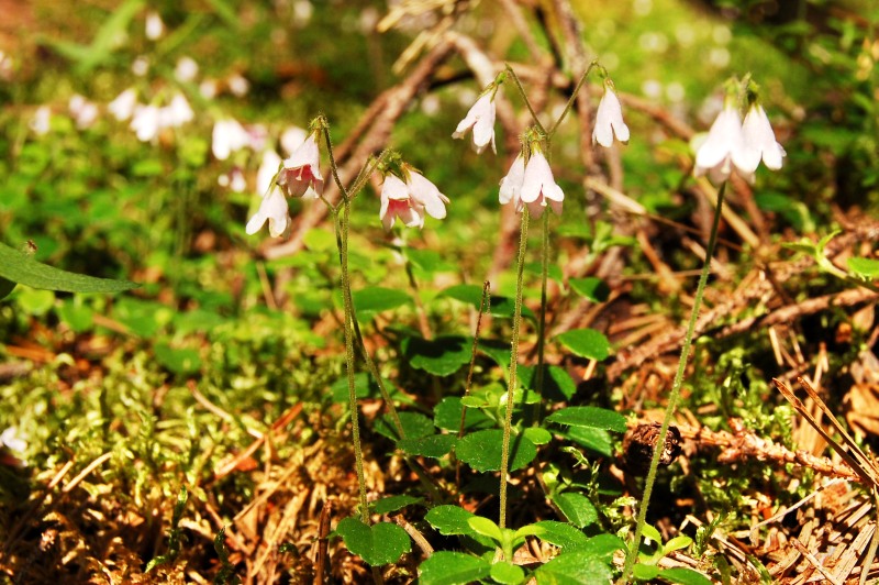 Twinflower (Linnaea borealis)