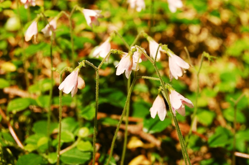 Twinflower (Linnaea borealis)