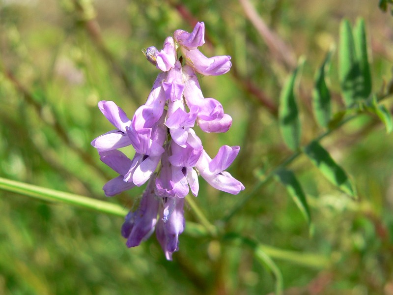 Tufted vetch