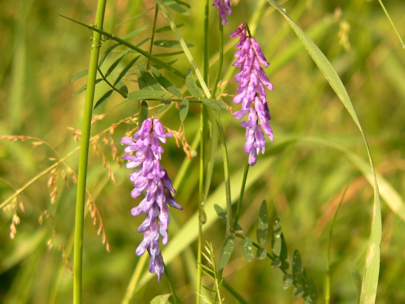 Vicia Cracca (Tufted vetch)