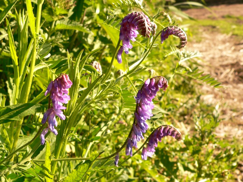 Tufted vetch