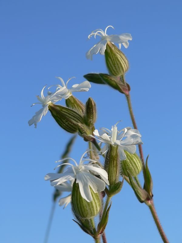 White Campion (Silene alba)