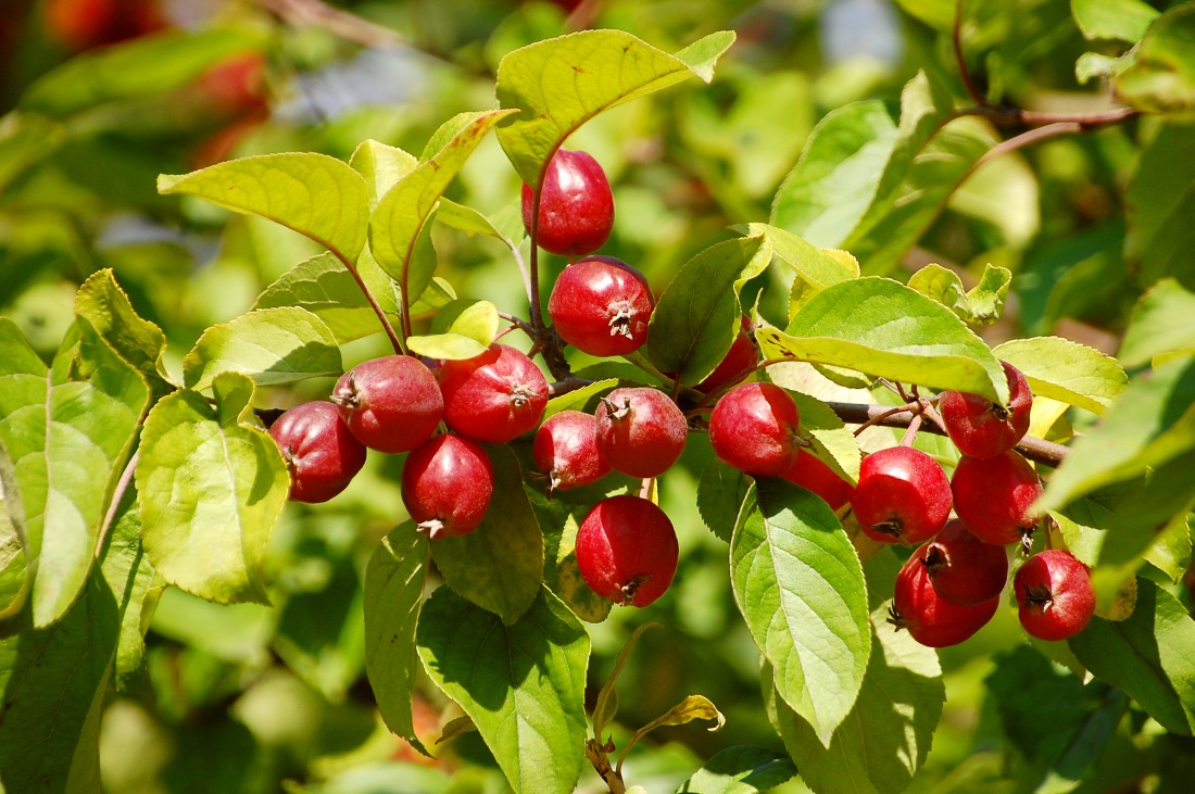 Wild Apple (Malus sylvestris)