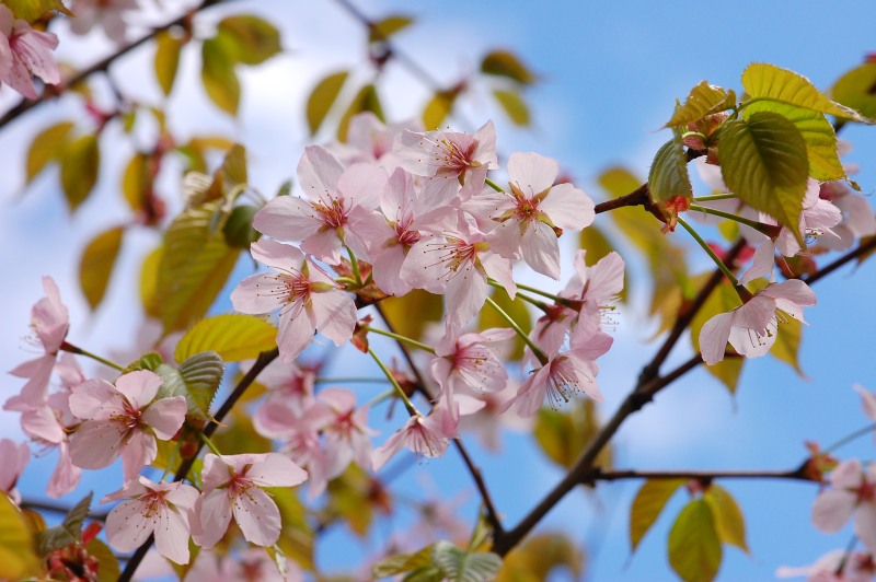 Wild Himalayan cherry (Prunus cerasoides)