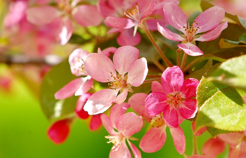 Prunus cerasoides