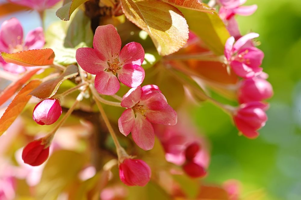 Prunus cerasoides