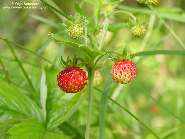 Wild Strawberry (Fragaria vesca)