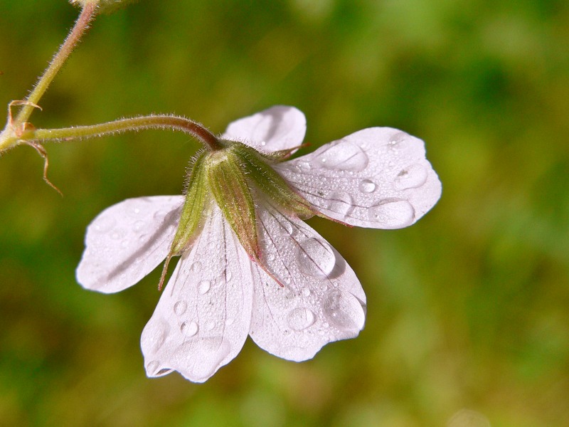 Wood Cranesbill (Geranium sylvaticum)