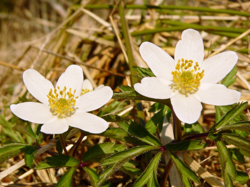 Anemone dei boschi (Anemone nemorosa)