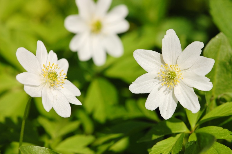 Wood anemone (Anemone nemorosa)