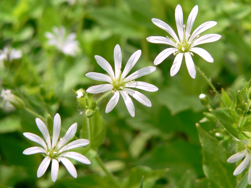 Wood Stitchwort (Stellaria nemorum)