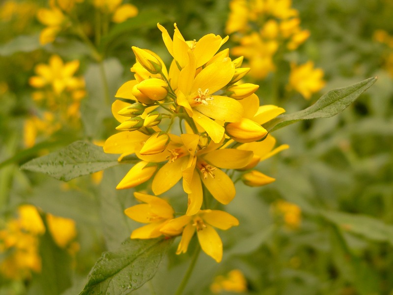 Yellow Loosestrife (Lysimachia vulgaris)