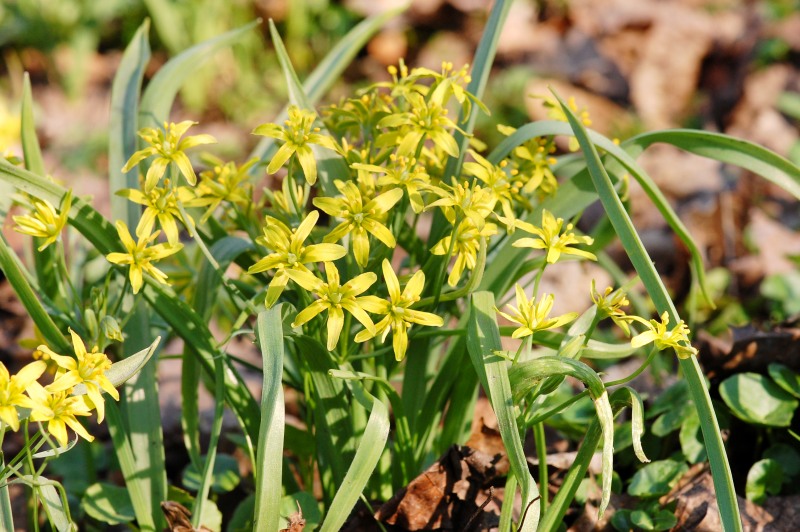 Gagea lutea