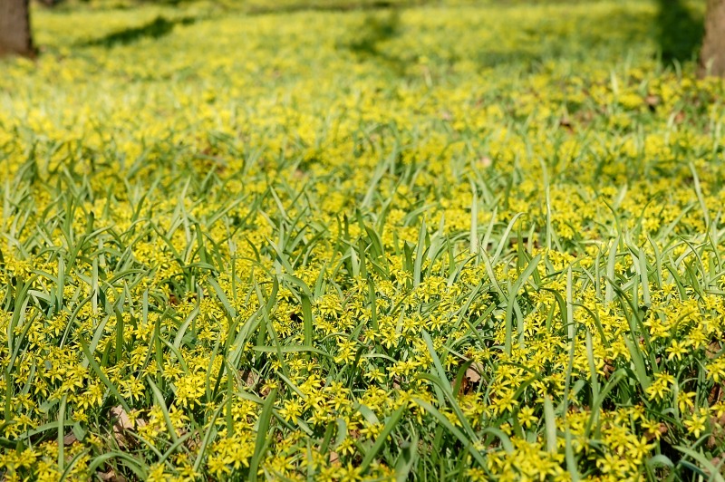 Yellow Star-of-Bethlehem (Gagea lutea)