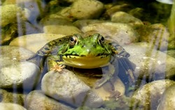 American Bullfrog (Lithobates catesbeianus)