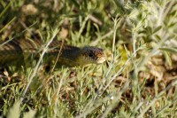 Caspian whipsnake (Coluber caspius)