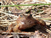 Common Frog (Rana temporaria)