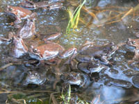 Common Frog (Rana temporaria)