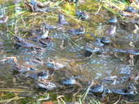 Common Frog (Rana temporaria)
