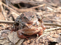 Common Frog (Rana temporaria)