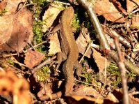 Common Lizard (Lacerta vivipara)