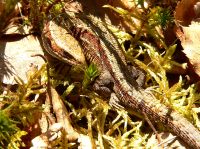 Common Lizard (Lacerta vivipara)