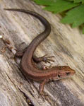 Common Lizard (Lacerta vivipara)