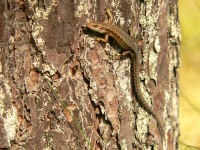 Common Lizard (Lacerta vivipara)