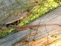Common Lizard (Lacerta vivipara)