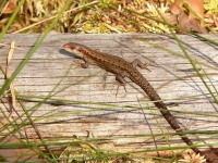 Common Lizard (Lacerta vivipara)