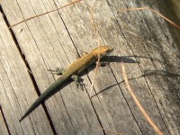 Common Lizard (Lacerta vivipara)