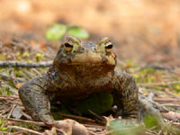 Common Toad (Bufo bufo)