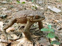 Common Toad (Bufo bufo)