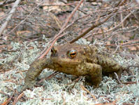 Common Toad (Bufo bufo)