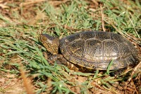 European Pond Terrapin (Emys orbicularis)