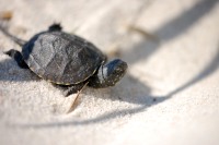 European Pond Terrapin (Emys orbicularis)