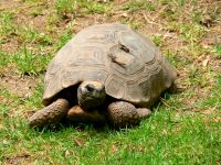 Brazilian Giant Tortoise, Forest Tortoise (Geochelone denticulata)