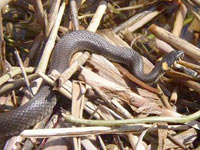 Grass Snake (Natrix natrix)