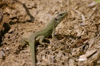 European Green Lizard (Lacerta viridis)