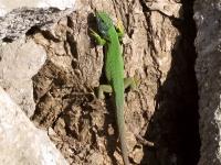 European Green Lizard (Lacerta viridis)
